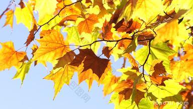 秋天的童话秋天的枫树